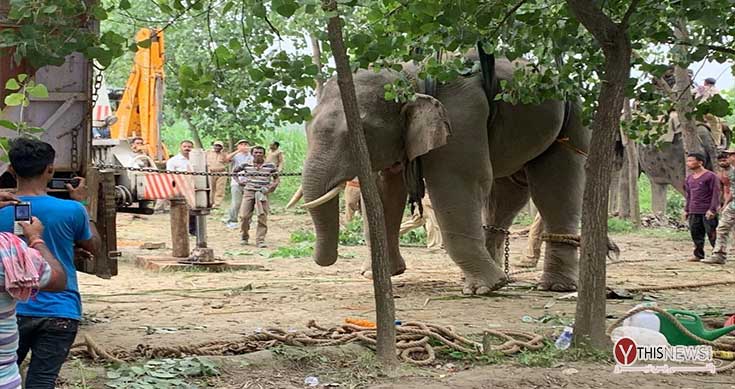 Bengal farmer killed in elephant attack