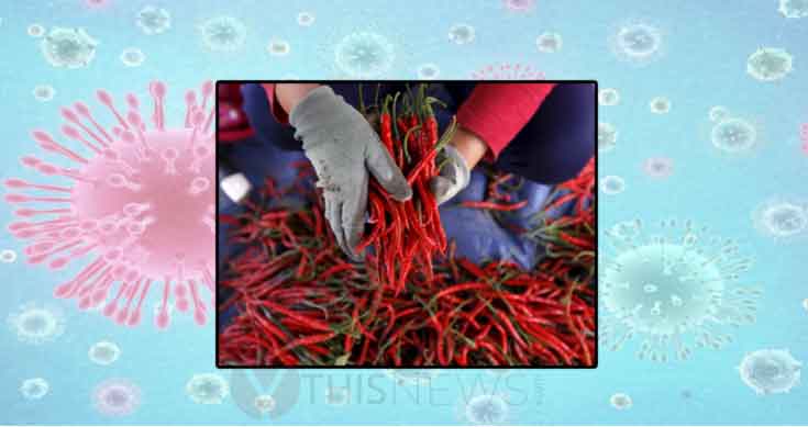 Coronavirus impact: Chilli business in Andhra, Telangana affected