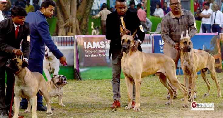 Varanasi MC tags compulsory for pet dogs from April 1