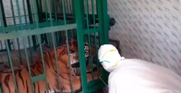Tigress dies in Aurangabad zoo, swab sent for Covid-19 test