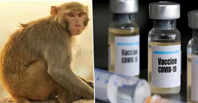 Stop vaccine tests on monkeys: PETA to Health Ministry