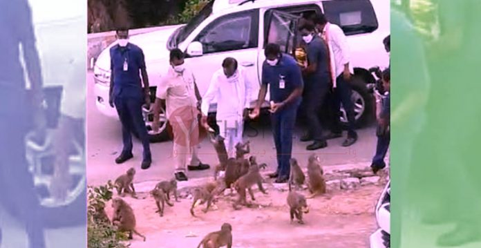 CM KCR distributes bananas hungry monkeys