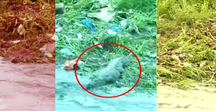 Crocodile found at Hyderabad's Musi River