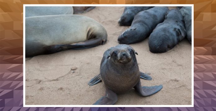 Over 7,000 seals found dead under mysterious conditions in Namibia