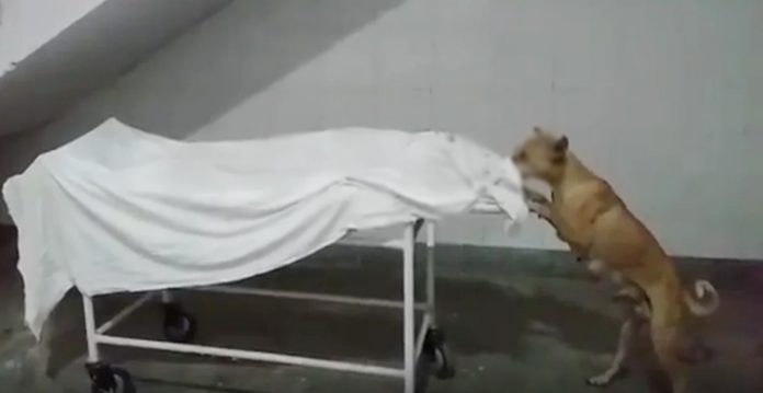 2 Staff Suspended After Video of Dog Nibbling Away at Body In UP Hospital Goes Viral