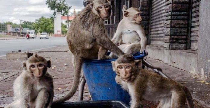 Around 70 monkeys found mysteriously killed in Mahbubabad