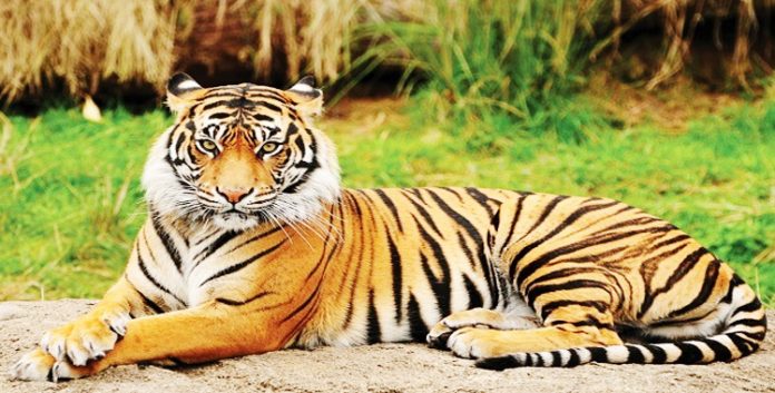 Forest officials begin efforts to capture tiger that killed youth in Asifabad
