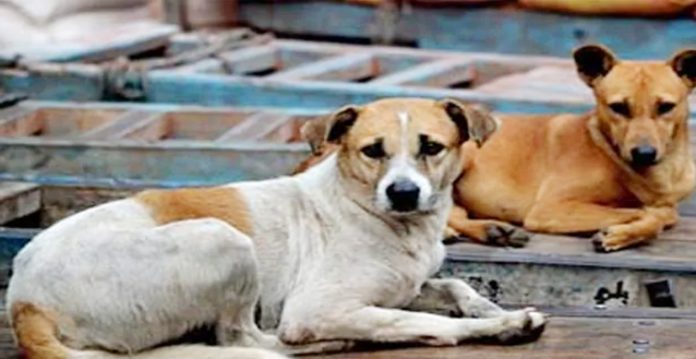 Gauhati High Court Puts Nagaland Govt's Ban on Dog Meat on Hold