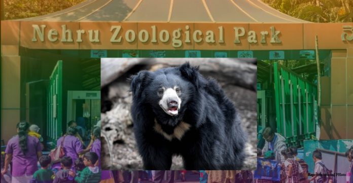 Rescued sloth bears in Zoo Park back on their feet post treatment
