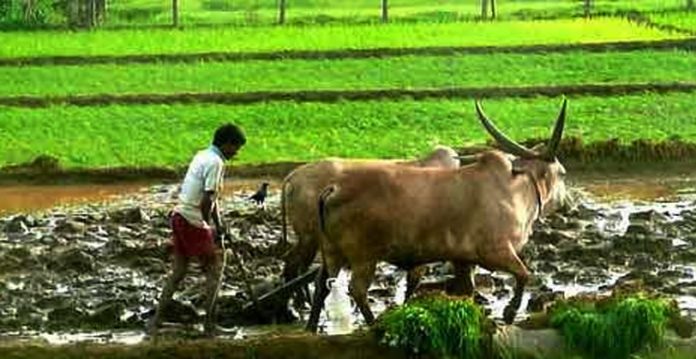 Rs 494.11 cr crop aid given to 16.04 lakh farmers on Monday