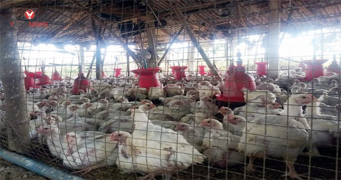 Bird Flu raises fears, induces 50% decrease in chicken prices