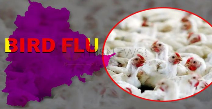 No Bird flu in Telangana, 1300 teams to check Talasani