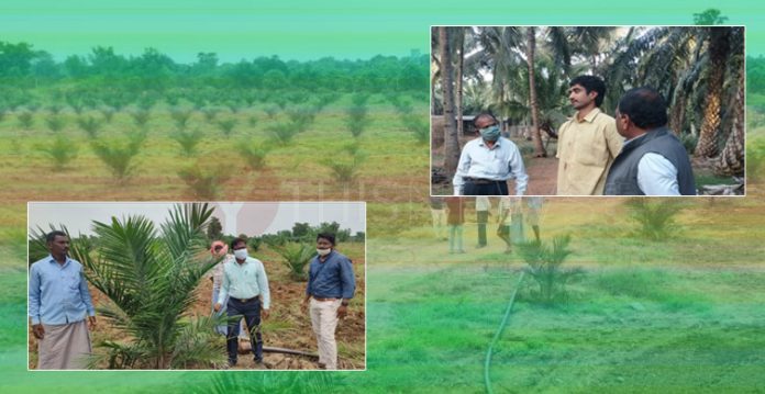 With bravado, Govt. increased the area of oil palm cultivation in the state