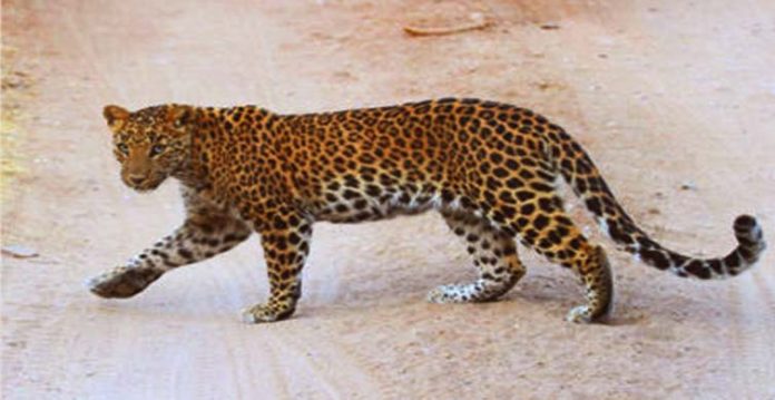 leopard kills four cattle in vikarabad, panic villagers put forest officials on their toes