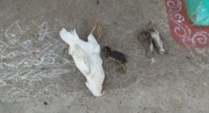 Dead Chicken