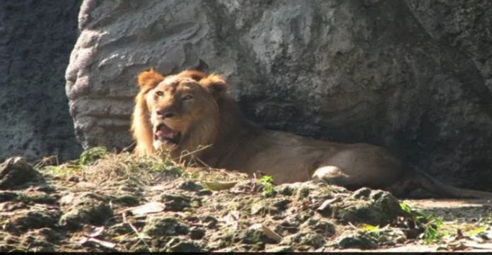 lion attacks man after he jumps into his cage in kolkata zoo, seriously injured