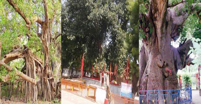 uttar pradesh marks 943 heritage trees 53 in prayagraj