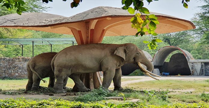 zoo park launched in gorakhpur to boost tourism