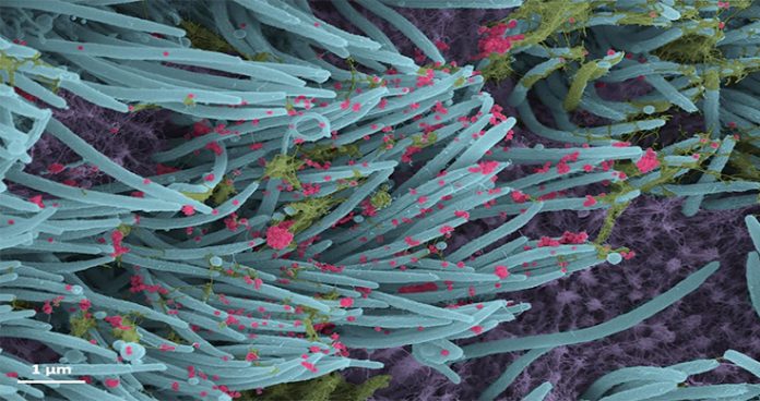 nanobody treatments might become an alternative treatment against coronavirus; study
