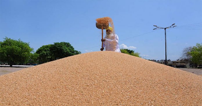 wheat procurement in punjab begins as ‘arhtiyas’ call off stir