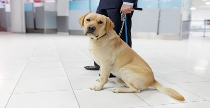sniffer dogs show 88% accuracy in detecting covid uk study