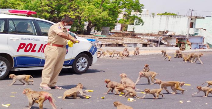 telangana cop feeds hungry monkeys during lockdown