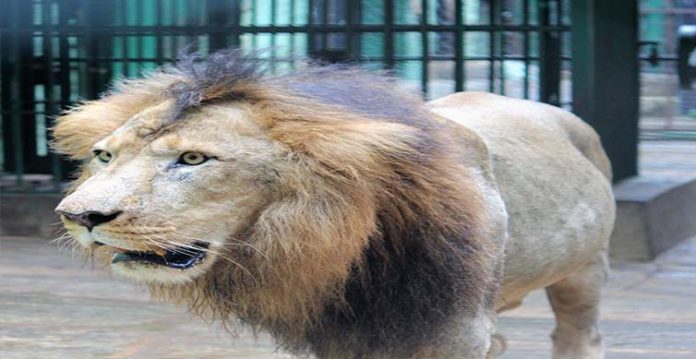 4 lions in chennai zoo diagnosed with delta variant of covid 19