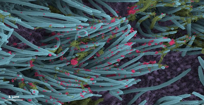 coronavirus epidemic hit east asia 20,000 years ago