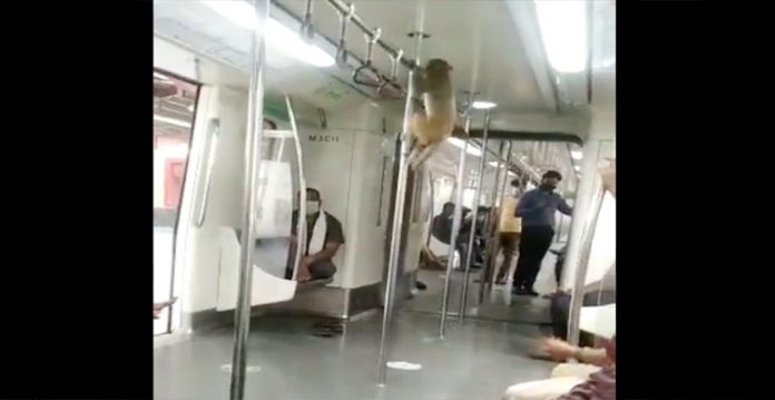 monkey sneaked into delhi metro, remained in system for 3 4 minutes dmrc