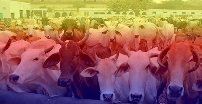 Assam Cattle Preservation Bill, 2021: Explained