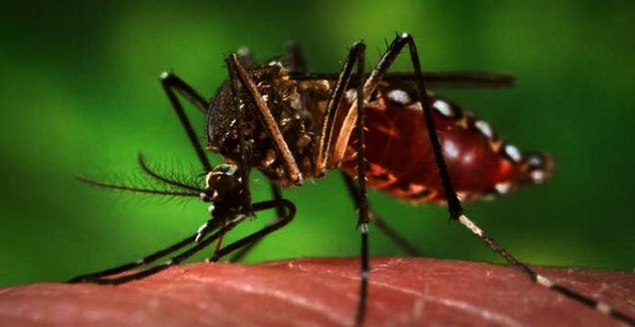 delhi reports 36 dengue, 11 malaria cases till july 3