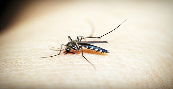 now, dengue menace creates havoc in odisha
