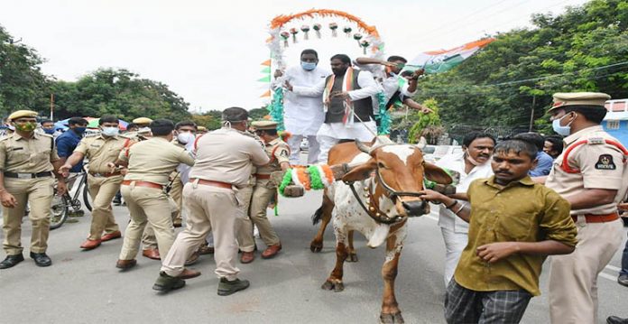 telangana congress leader falls off bullock cart during protest