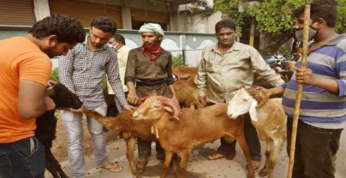 ‘cattle mafia’ became active ahead of eid while muslim families feel helpless