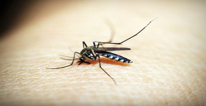 delhi reports 55 dengue cases this year mcd