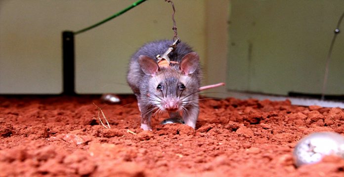 telangana govt says no to glue traps to kill rodents