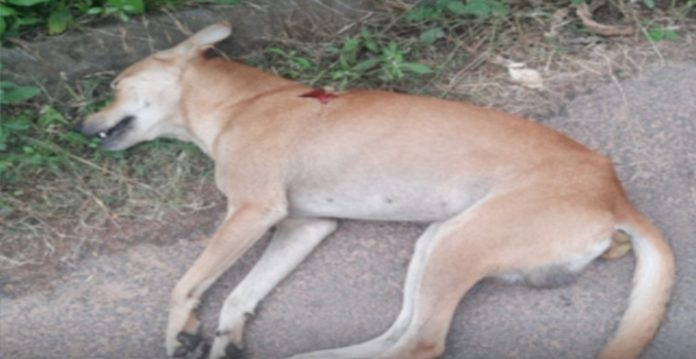 20 dogs poisoned to death in uttar pradesh