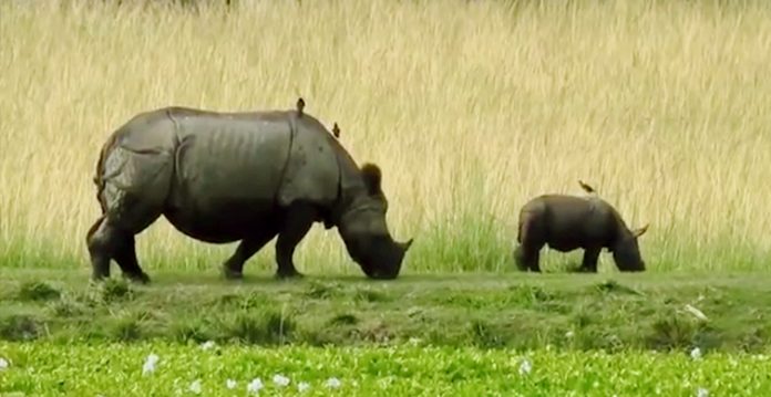 2479 stockpiled rhino horns to be burnt soon; assam government