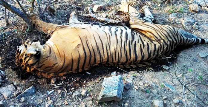 Carcass of tiger found in Dudhwa reserve