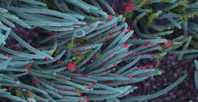CoV2 Picks Up New Mutations; Reports Submitted To Karnataka Government