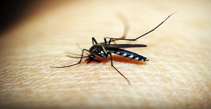 Hyderabad Hospitals Witness Surge in Dengue and Malaria Cases