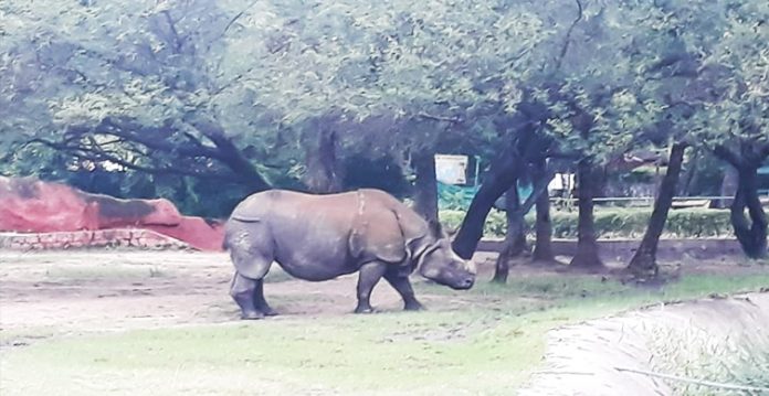 IOC offers to adopt rhinoceros in Hyderabad Zoo