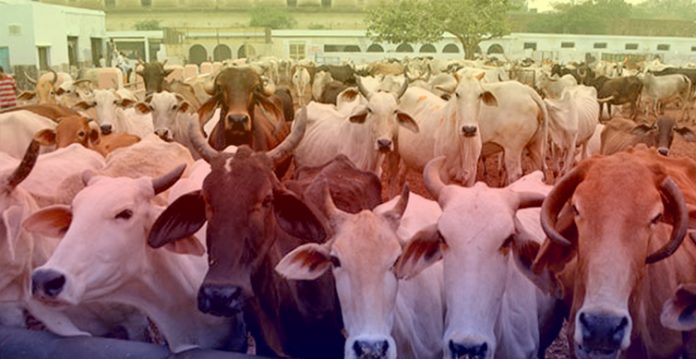 Muslim Law Board Supports UP Court's Idea Of Making Cow A National Animal