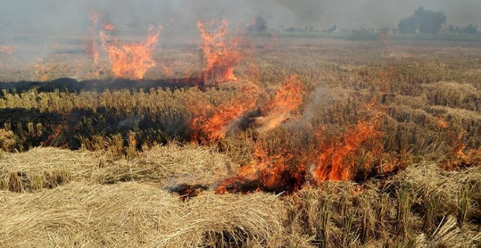 Punjab appoints 8,500 nodal officers to monitor stubble burning