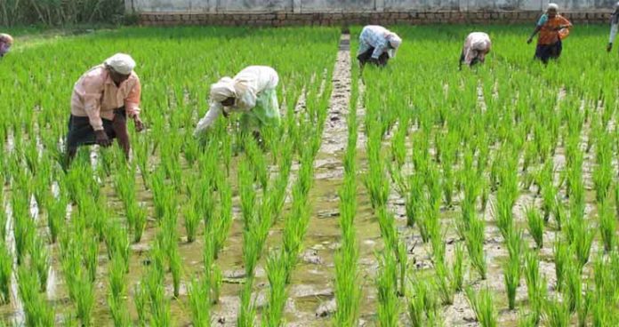 Telangana farmers to get personalised crop insurance products
