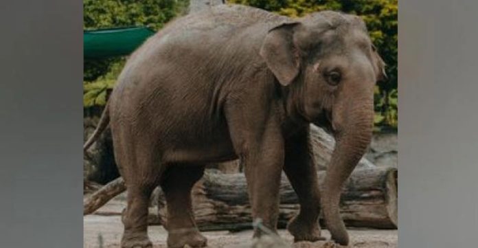 elephants trample seven to death in jharkhand in a week