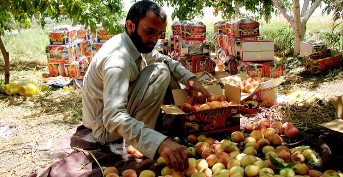 taliban forcing distressed afghan farmers to pay 'zakat' tax