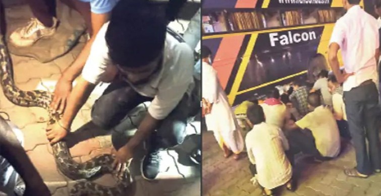 14-feet python travels with passengers in private bus