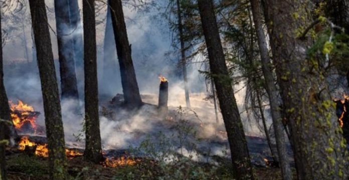 california wildfires kill thousands of giant sequoias