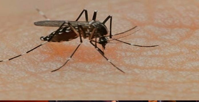 dengue caseload in gurugram touches 267